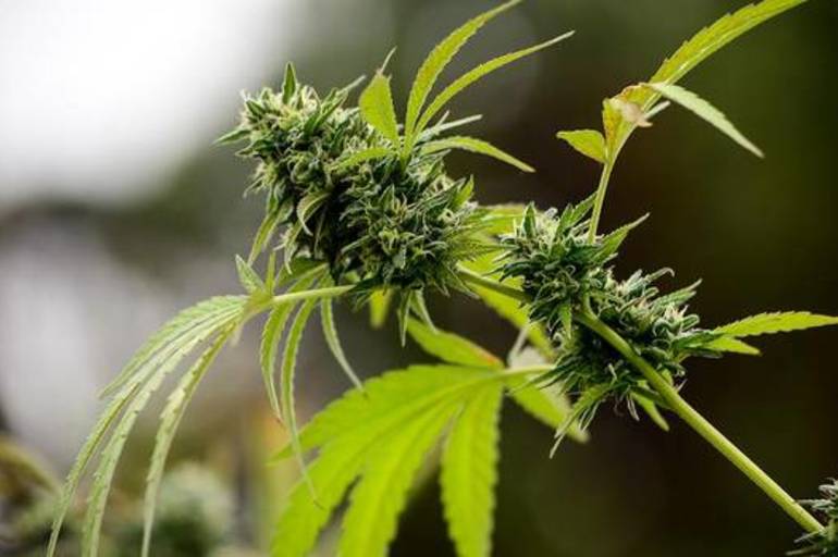 SAG autoriza "megacultivo" de cannabis para fines medicinales