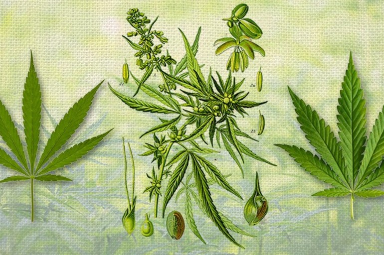 Poniendo Nombre al Cannabis: El debate entre “indica” y “sativa”