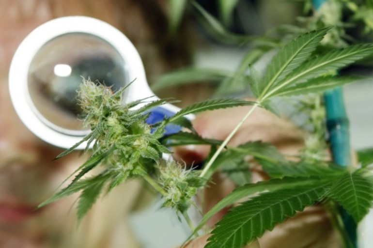 El cannabis podría ser la próxima medicina universal