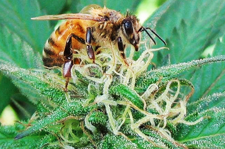 El Cannabis frente al problema de colapso de las colonias de abejas