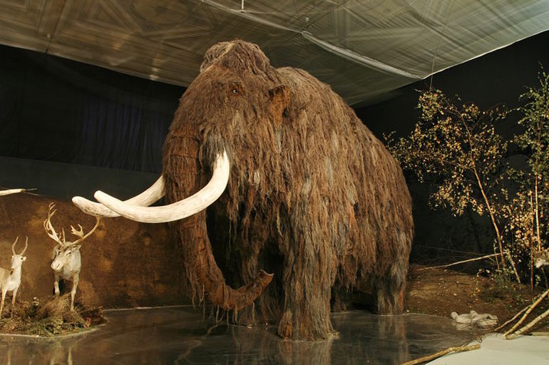 En dos años el mamut volverá a la vida