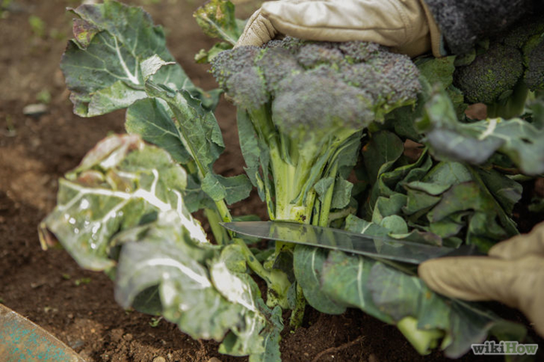 Cómo sembrar brócoli en maceta o en el jardín