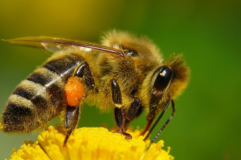 Descubren un nuevo sospechoso de la muerte masiva de las abejas