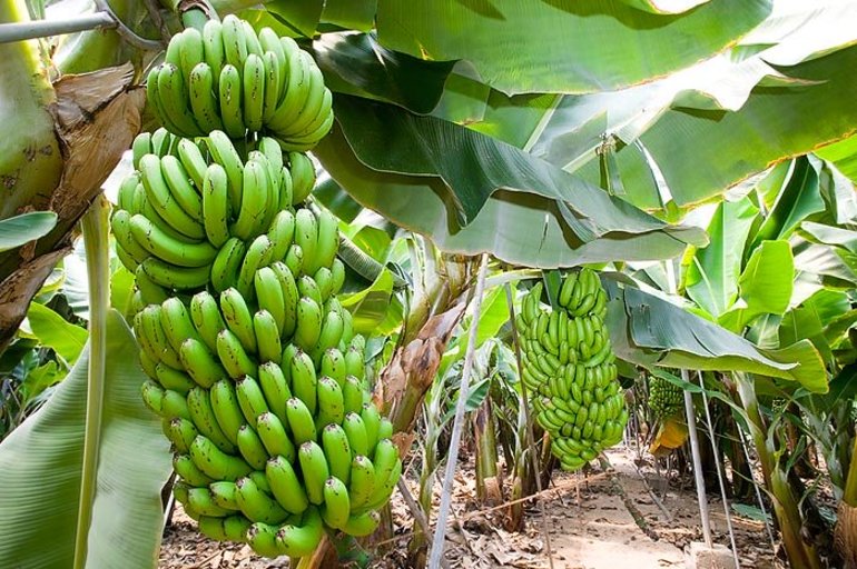 Plátanos o Bananas 5 o 10 años podrían ser suficientes para que no quedaran más bananas en el planeta.