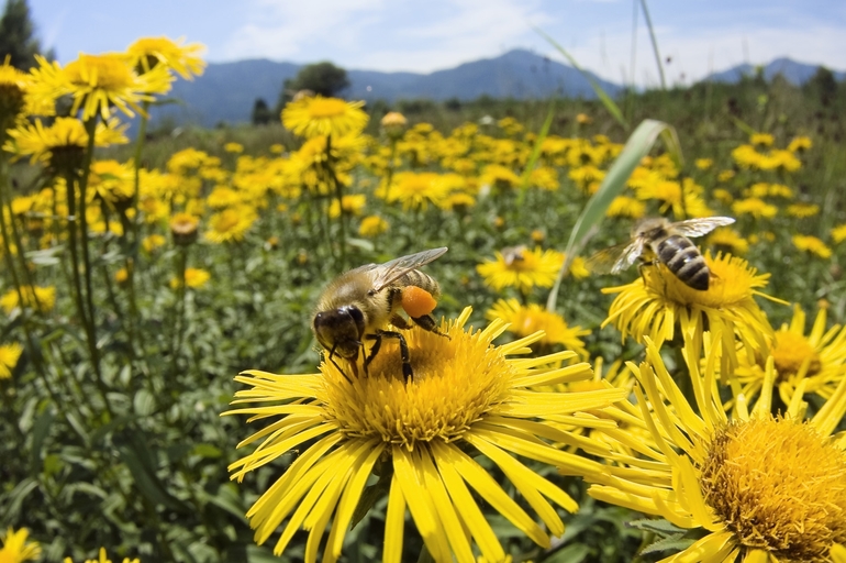 10 medidas para prevenir la extinción de las abejas y otros polinizadores.
