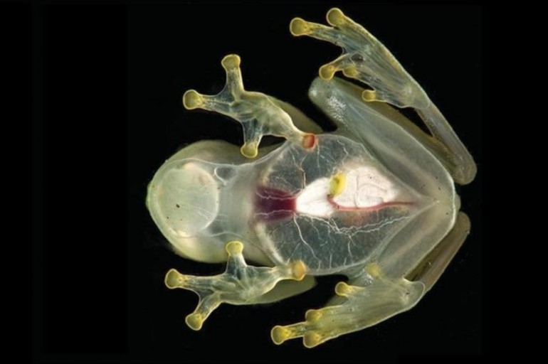 Esta nueva especie de rana es tan transparente que deja ver su corazón