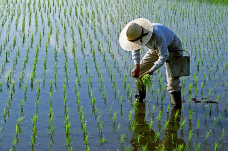 Han desarrollado un método para cultivar arroz en agua salada