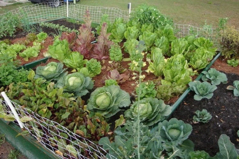 10 pasos para cultivar un jardín de hortalizas productivo
