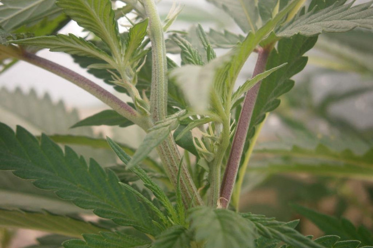 Tallos rojos o morados en plantas de cannabis | POT Store