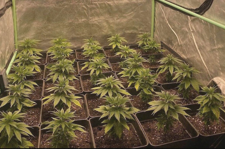 Los diferentes tipos de cultivos de cannabis: Sog, Scrog, Main-lining, Cropping, FIM.