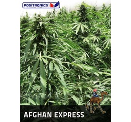 Afghan Express (x1)