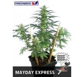 Mayday Express (x1)