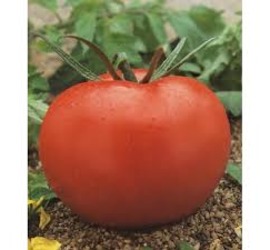 Semilla Tomate Col-Ace
