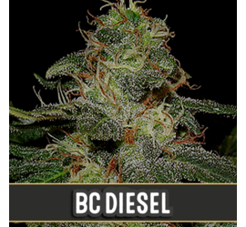 BC Diesel (x3)