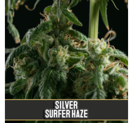 Silver Surfer Haze (x3)