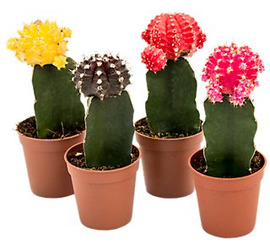 Cactus de Injerto