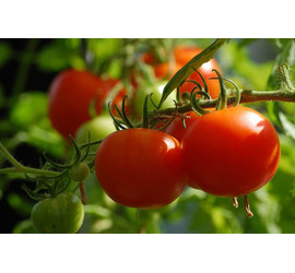 Tomate Cherry 0,8 grs