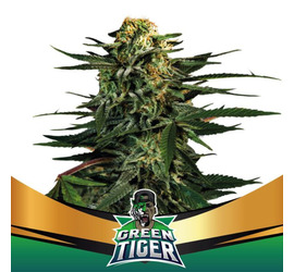 Green Tiger (x4)