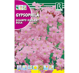 Semillas Gypsophila 