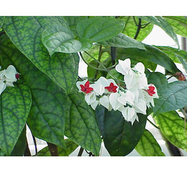 Clerodendrum 
