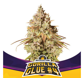 Gorilla Glue #4 (X2) 