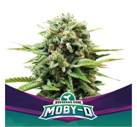 Moby-D (x4)