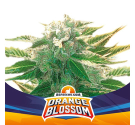 Orange Blossom XXL Auto (x4)