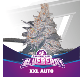 Blueberry XXL Auto (x2)