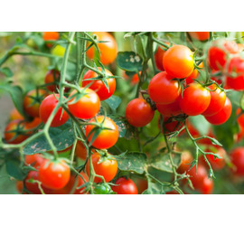 Tomate Cherry 0,8grs