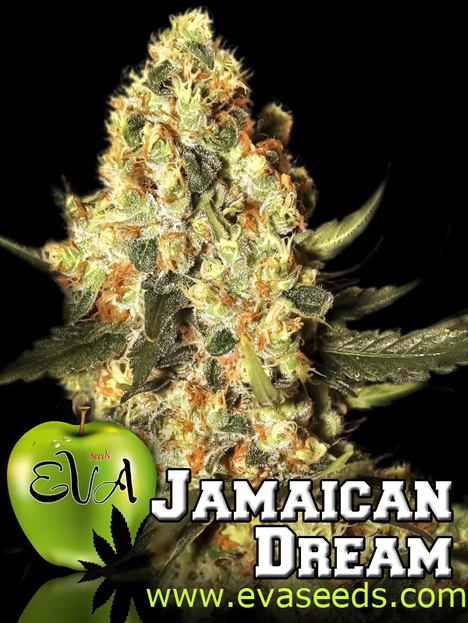 Jamaican Dream (x3+1)
