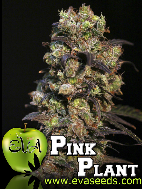 Pink Plant (x3)