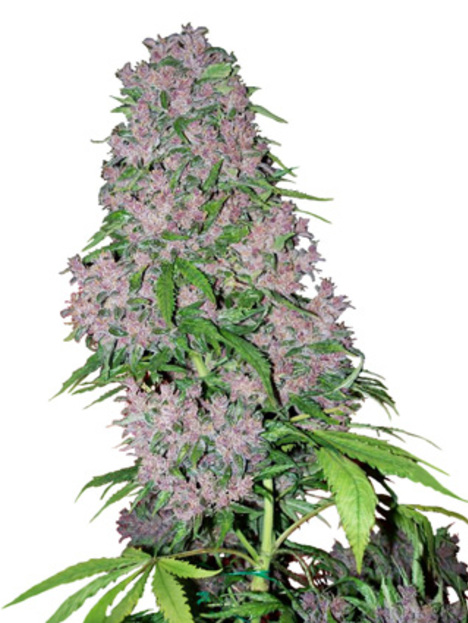 Purple Bud (x3)