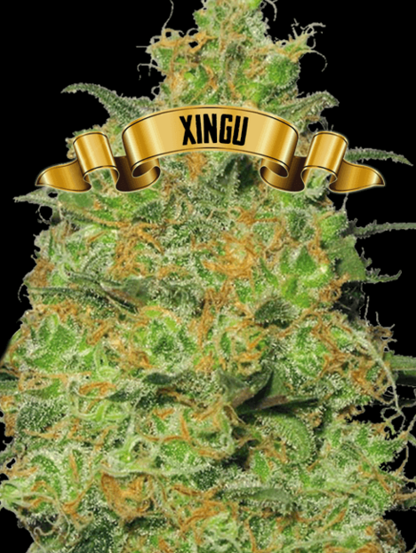 Xingu (x1)