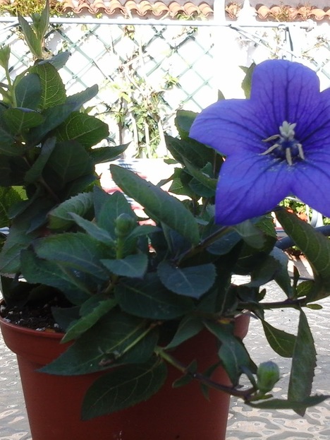 Violeta Azul Silvestre