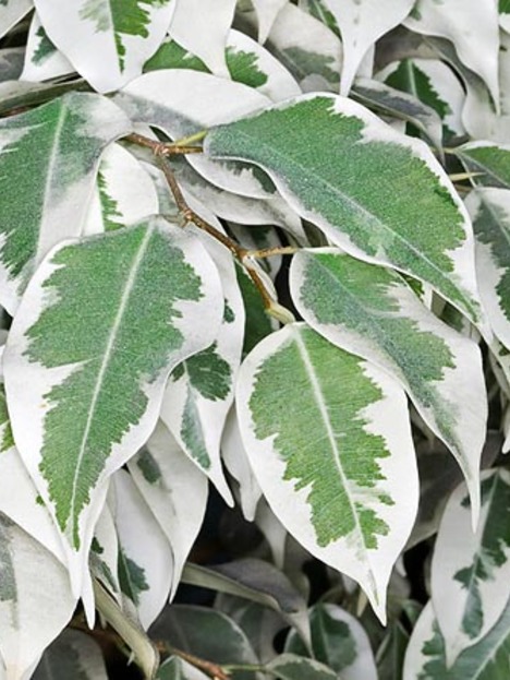 Ficus Blanco
