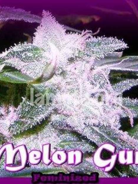 Melon Gum (x2)