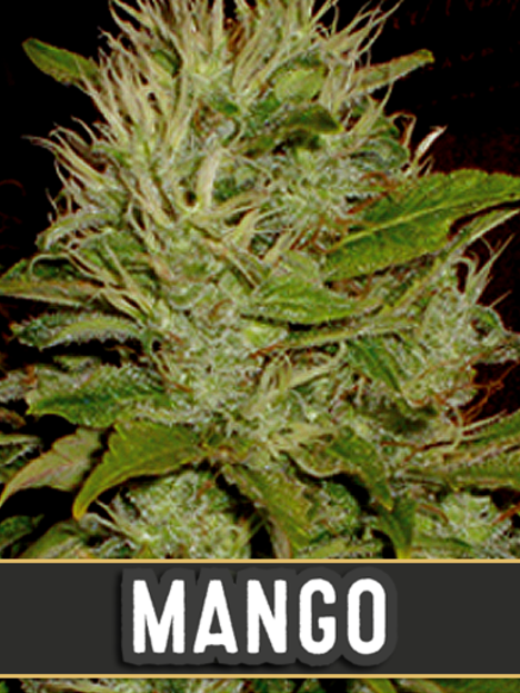 Mango (x3)