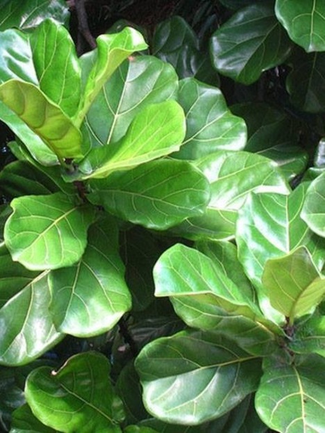 Ficus Lira