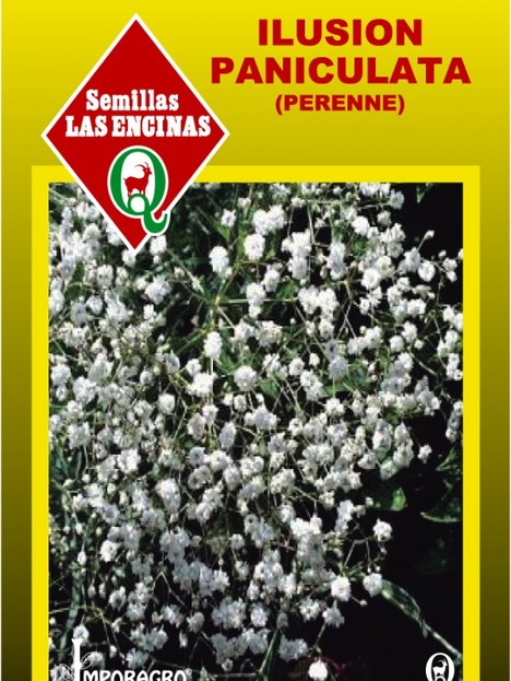 Ilusion Paniculata (Perenne)