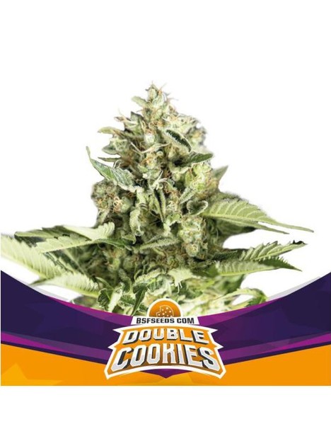 Star Player Double Cookies Auto (x12)