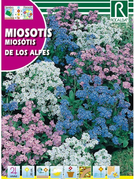 Semilla Miosotis De Los Alpes