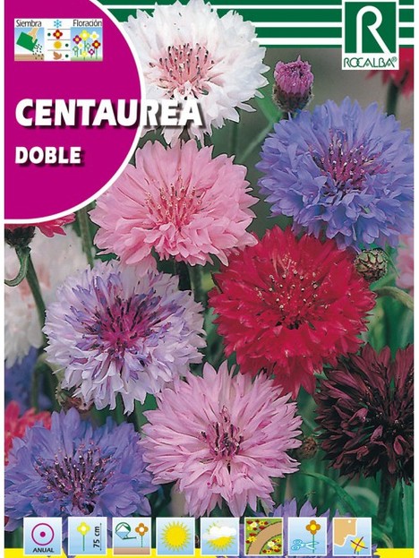 Semilla Centaurea Doble