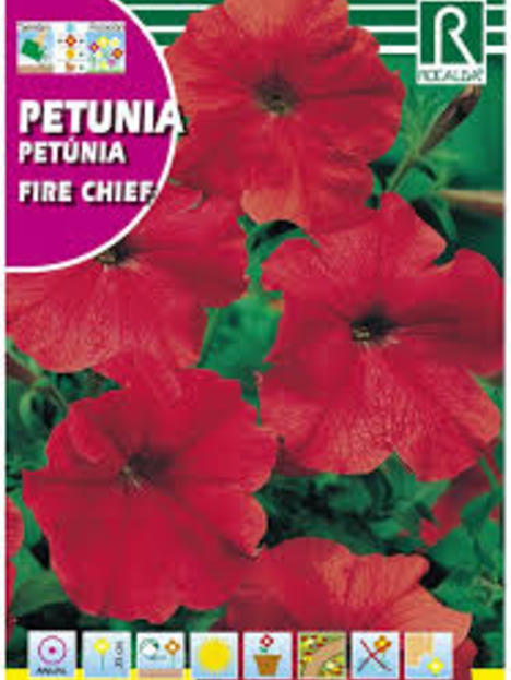 Semilla Petunia Fire Chief