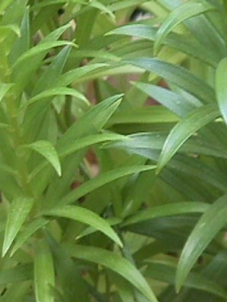 Lilium planta