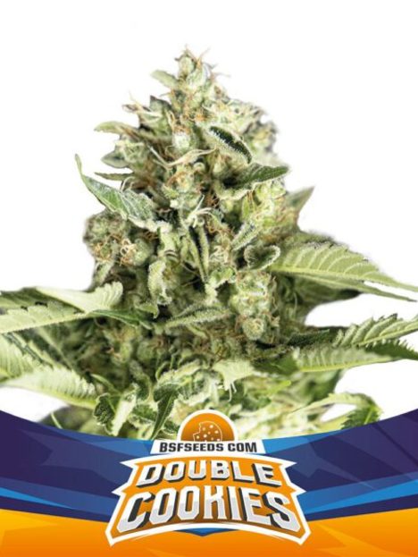 Star Player Double Cookies Auto (x4)