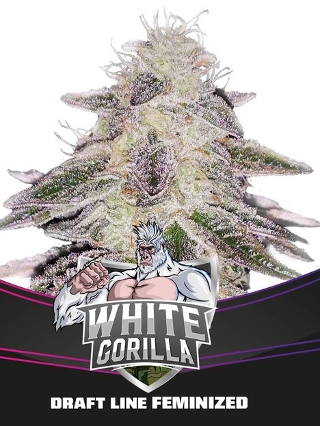 White Gorilla (x2)