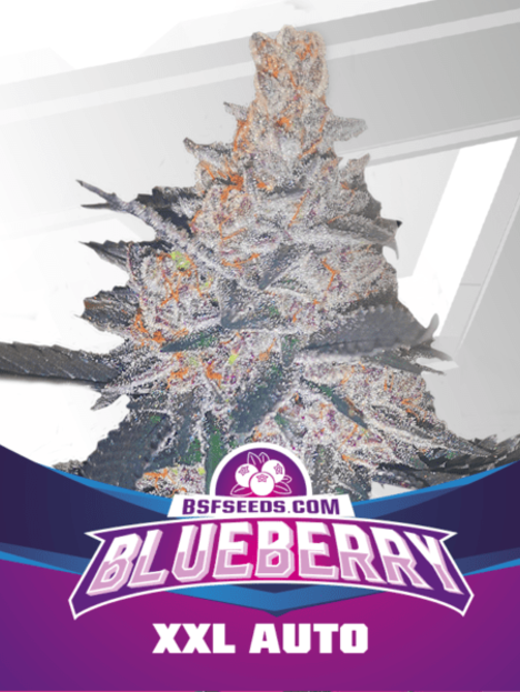 Blueberry XXL Auto (x4)