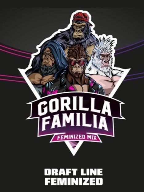 Gorilla Familia Mix (x12)