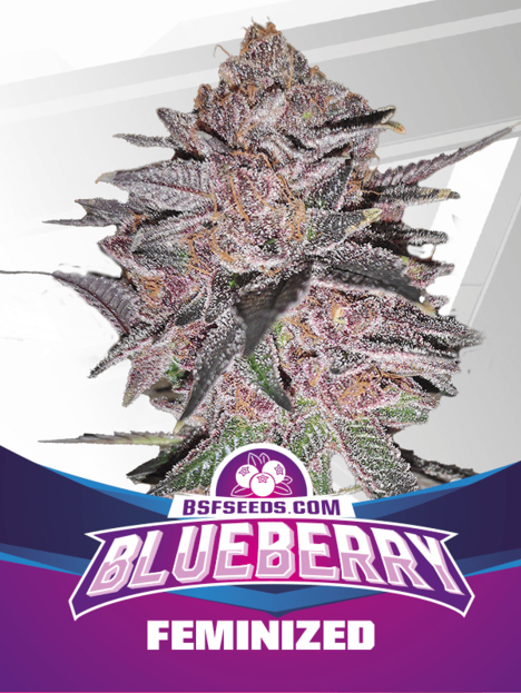 Blueberry (X4)