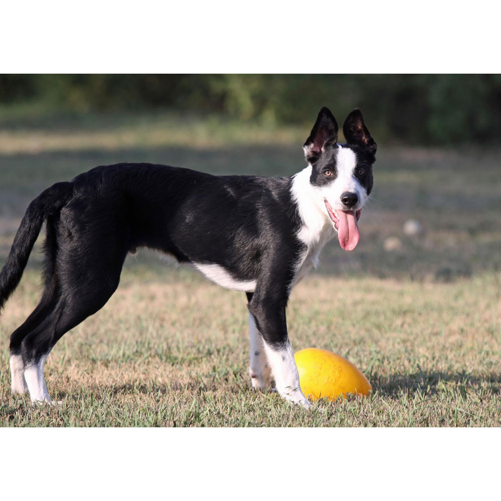 Jolly Pets Egg Dog Toy 8 Inches/Medium Red Je08 Rd